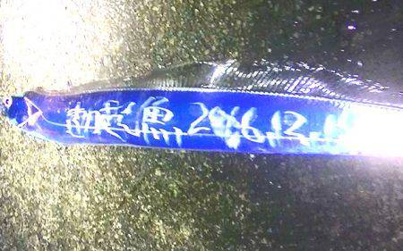 焼津港　連日太刀魚の釣果